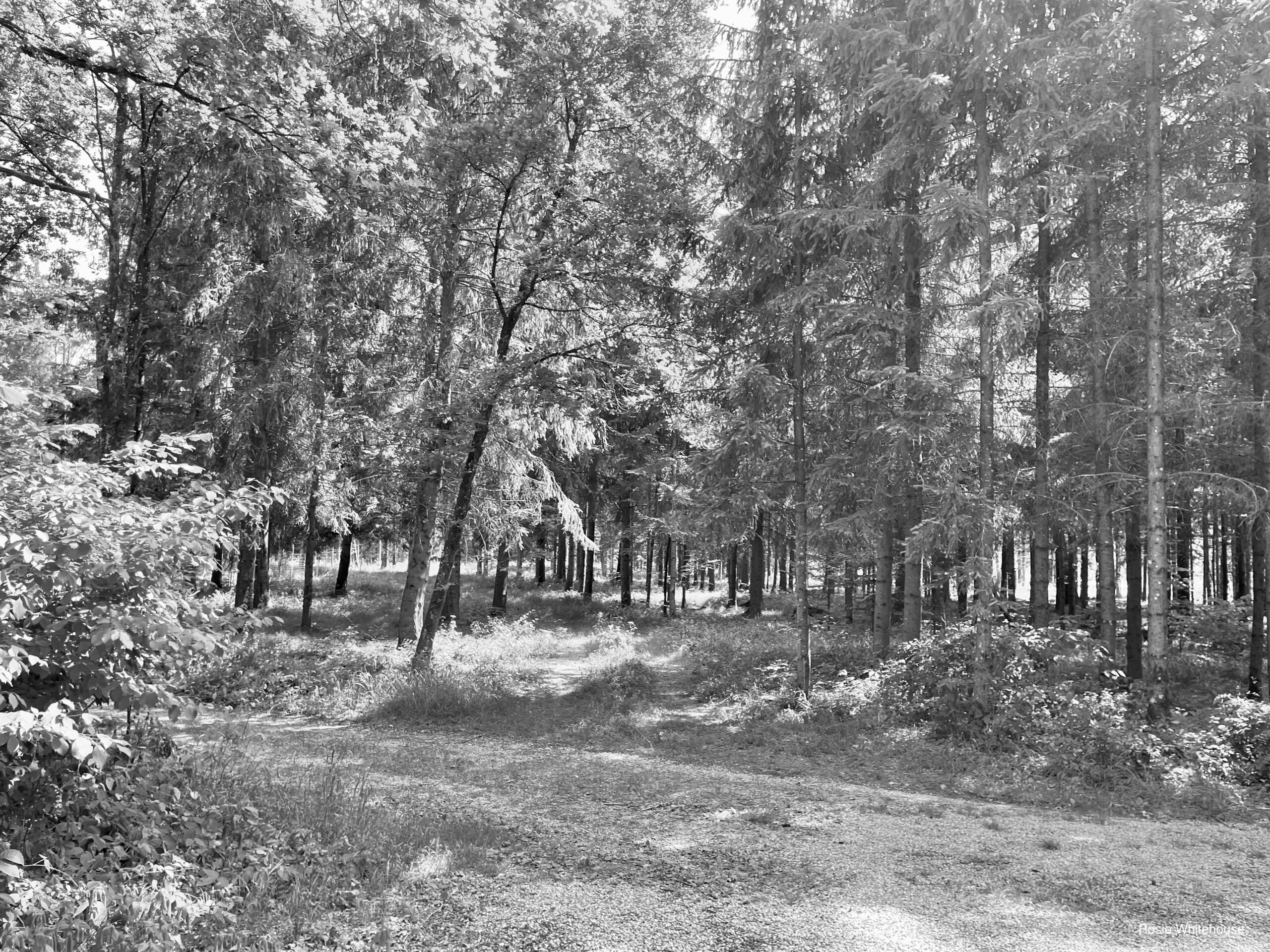 Photograph of the site of the former Gunskirchen concentration camp.