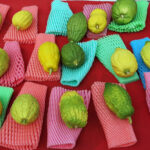 Etrogs for Sukkot